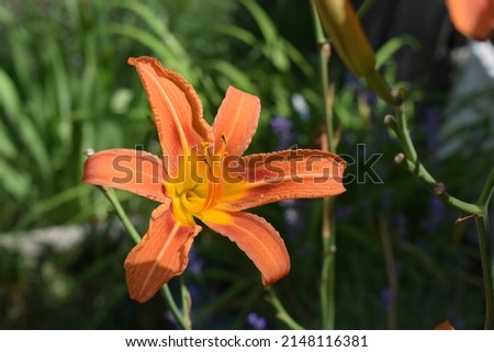 Bright orange lily flowers in the sunny garden, soft selective focus. Full blooming of deep orange asiatic lily in summer flower garden. Bright orange and green beautiful asiatic macro