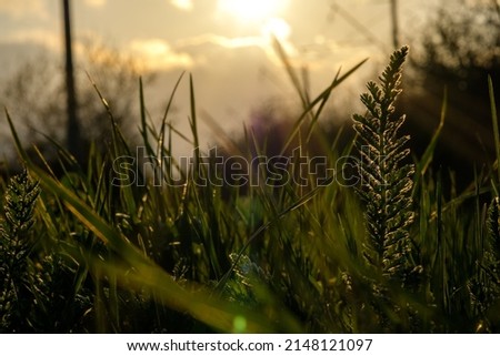 dawn sun through green grass. sunrise on the lawn