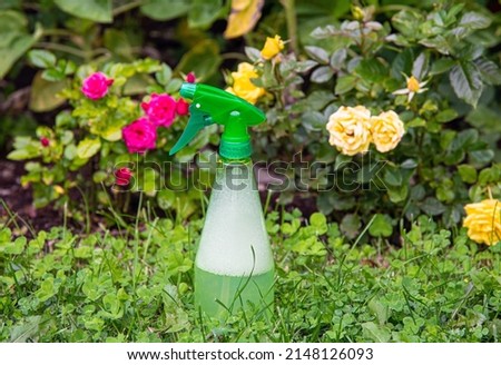Using homemade insecticidal insect spray in home garden to protect roses from insects or fungus. Spray bottle with foamy liquid inside against rose bushes. Royalty-Free Stock Photo #2148126093