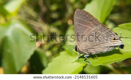 Close up of butterfly resting on green leaf. Deudorix epijarbas, the cornelian or hairy line blue, is a species of lycaenid 