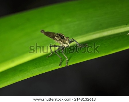 Selective focus.Philonicus on a green leaf. Philonicus is a genus of robber flies in the family Asilidae. 