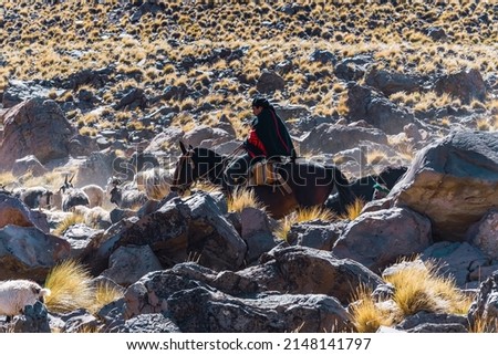 Gaucho herding animals (goats, cows and horses) in the Andes mountain range. Argentina