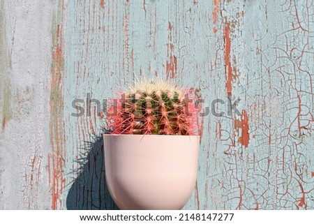 Cactus in pot on rustic blue wooden background. Copy space.