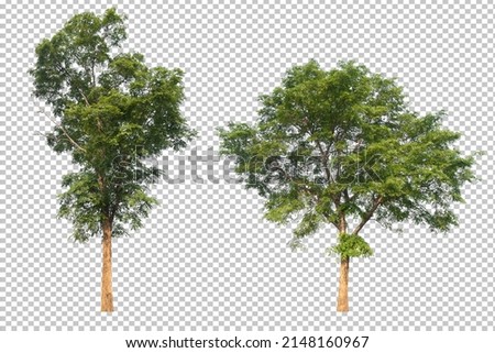 tree on transparent background picture with clipping path
