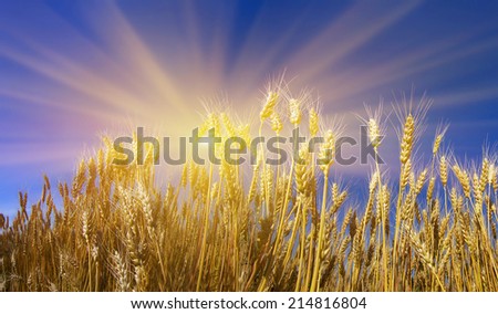 Ukraine, the wheat polarization is a symbol against the clear sky, they have a color of the national flag Our coun- one of the largest grain exporters in the world. Produce bread- respected profession