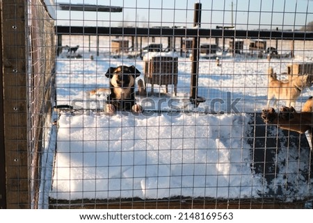 One Alaskan husky puppy in winter behind a fence in an aviary in the snow. A homeless young dog is waiting for his man in an animal shelter.