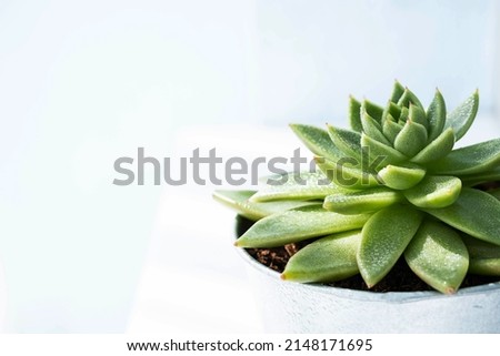 Succulent potted plant on windowsill, close up. Pot of echeveria succulent plant.