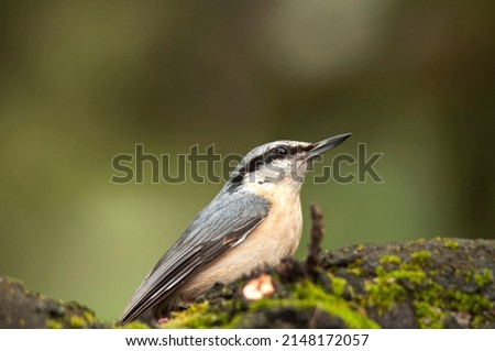 The Eurasian nuthatch or wood nuthatch, Sitta europaea,  perching on a stump covered with moss on a beautiful spring day in tha wood.