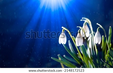 Magical springtime forest with white  blossoming snowdrops in raindrops growing in ground against magic blue background with light rays.Primrose flowers in the night.Earth or environment day concept