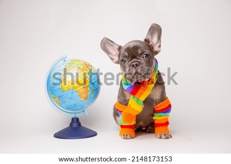 french bulldog puppy in winter clothes with a globe on a white background, travel concept