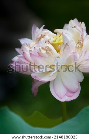 Lotus Flower at the Lake