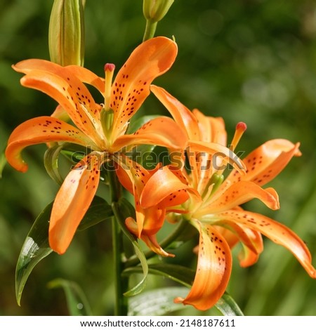 Lilium 'Must See' with double orange flowers Royalty-Free Stock Photo #2148187611