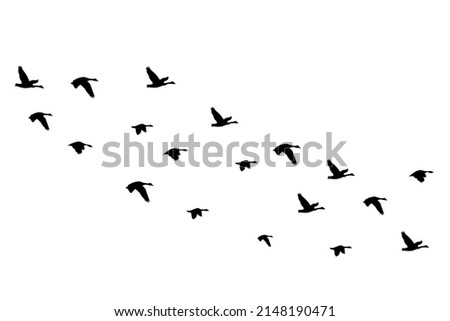 Flying birds silhouettes isolated on white background