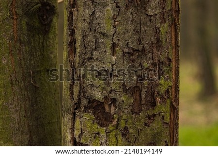 Photo of a tree trunk. The bark of the trunk is infested with pests. Bark destroyed by weather. Cracks and lichens on the surface of the trunk. Royalty-Free Stock Photo #2148194149