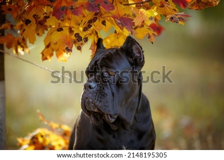 Italian mastiff Cane Corso posing in autumn field