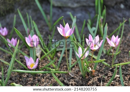 Violet-pink Miscellaneous low-growing tulips (Tulipa humilis) Violacea bloom in a garden in March Royalty-Free Stock Photo #2148200755