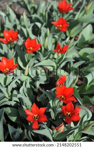 Red Miscellaneous Tubergen's tulips (Tulipa tubergeniana) bloom in a garden in March Royalty-Free Stock Photo #2148202551