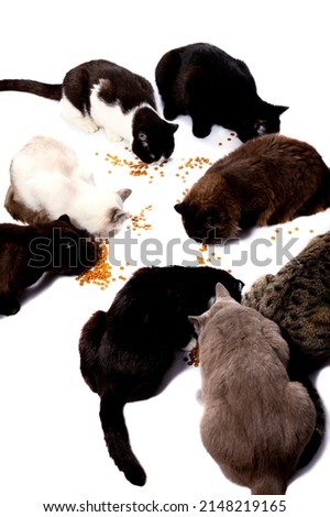 large group of Scottish-British cats eat dry food from the floor, on a white background, isolated image, beautiful domestic cats, pets,