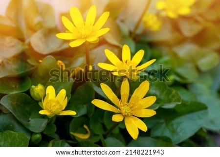 Caltha palustris - marsh plant with yellow petals. Early flowering of primroses in swampy areas in the forests and meadows. Royalty-Free Stock Photo #2148221943