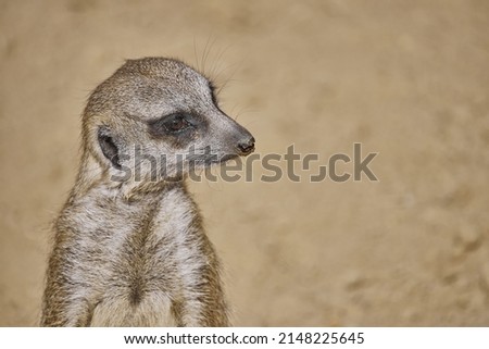 A beautiful shot of a cute meerkat