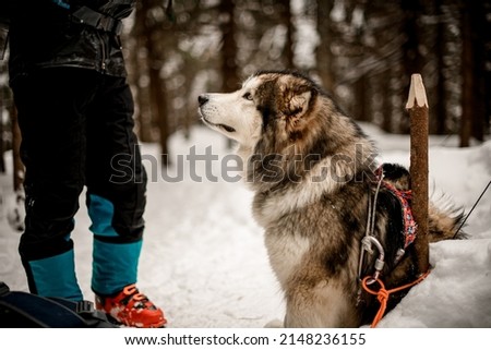 side view of sled dog of the Alaskan Malamute breed sitting on snowy path at winter forest near man legs. Blurred background