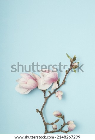 White and pink magnolia tree flowers branch against pastel blue background. Minimal nature season concept.