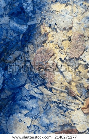 abstract view of frozen leaves on the shore of a flooded lake, suitable for the background