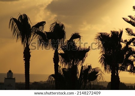 Golden sunlight behind a pine tree and palm