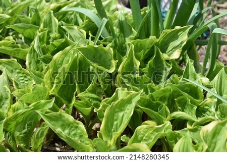 Green hosta leaves in a flower garden