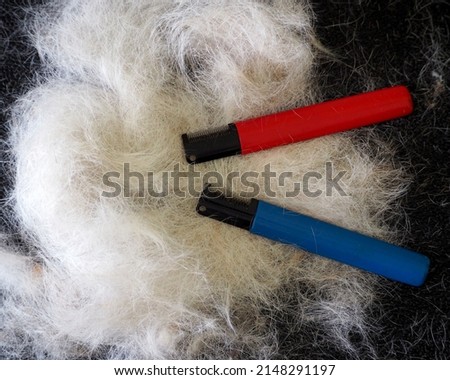 blue and red metal knives for trimming dogs lie wool. the coat of the Jack Russell terrier. grooming.