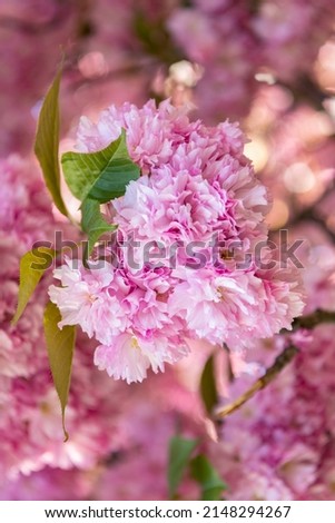 pink sakura flower on blooming spring tree. macro