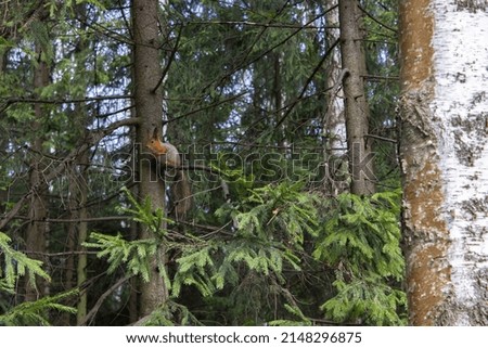 Squirrel sitting on a tree. High quality photo