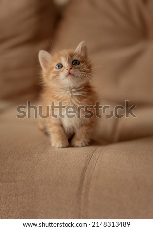 A little red kitten. Portrait of a cute red-haired red kitten with big eyes. The concept of happy adorable feline pets. Royalty-Free Stock Photo #2148313489