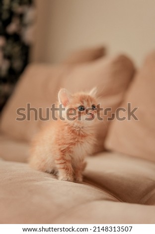 A little red kitten. Portrait of a cute red-haired red kitten with big eyes. The concept of happy adorable feline pets. Royalty-Free Stock Photo #2148313507