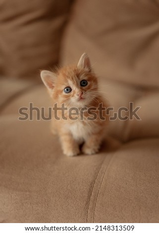 A little red kitten. Portrait of a cute red-haired red kitten with big eyes. The concept of happy adorable feline pets. Royalty-Free Stock Photo #2148313509