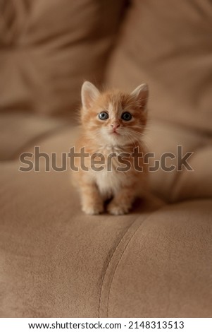 A little red kitten. Portrait of a cute red-haired red kitten with big eyes. The concept of happy adorable feline pets. Royalty-Free Stock Photo #2148313513