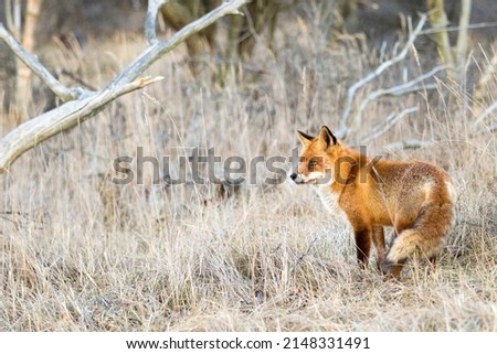 Red Fox Standing on the Grass in A Green Natural Background in A National Park