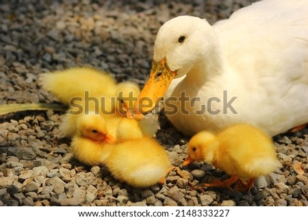 Family of ducks resting on some stones. White duck, yellow babies
 Royalty-Free Stock Photo #2148333227