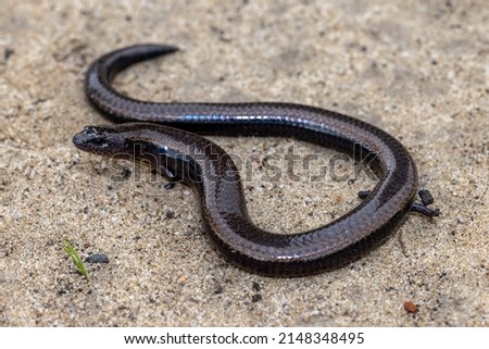 Australian Three-toed Skink (Siophis equalis) Royalty-Free Stock Photo #2148348495