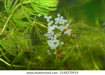 Corydoras spawning eggs glued to the glass of the tropical freshwater aquarium Royalty-Free Stock Photo #2148370919