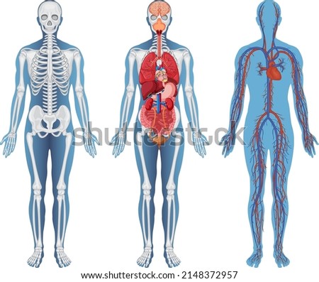 Anatomical Structure Human Bodies illustration