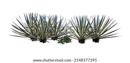 Agave plant isolated on white background. This has clipping path. Royalty-Free Stock Photo #2148377395