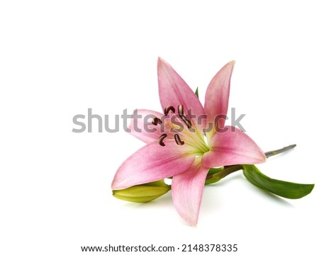 Lily flower isolated on white background  Royalty-Free Stock Photo #2148378335