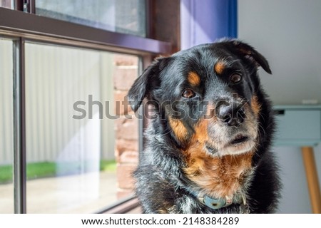 Pet Dog in front of window