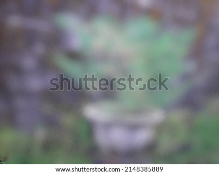 Defocused abstract background of mini beautiful green bonsai in a pot