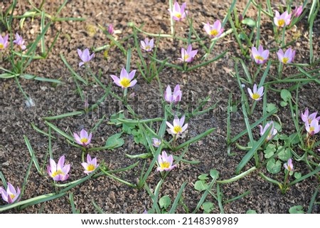 Violet-pink Miscellaneous low-growing tulips (Tulipa humilis) Violacea bloom in a garden in March Royalty-Free Stock Photo #2148398989