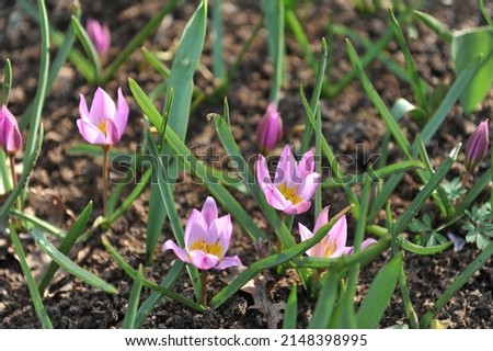 Violet-pink Miscellaneous low-growing tulips (Tulipa humilis) Violacea bloom in a garden in March Royalty-Free Stock Photo #2148398995