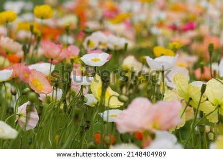The name of these flowers is "Iceland poppy".
Scientific name is Papaver nudicaule.