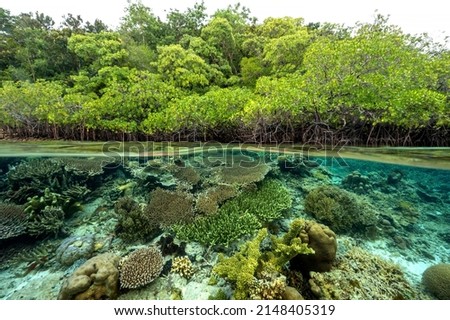 Mangrove forest and coral reefs in split shot, Gam Island Raja Ampat Indnonesia. Royalty-Free Stock Photo #2148405319