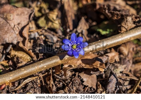 The flower of the blue anemon on a branch in forest.